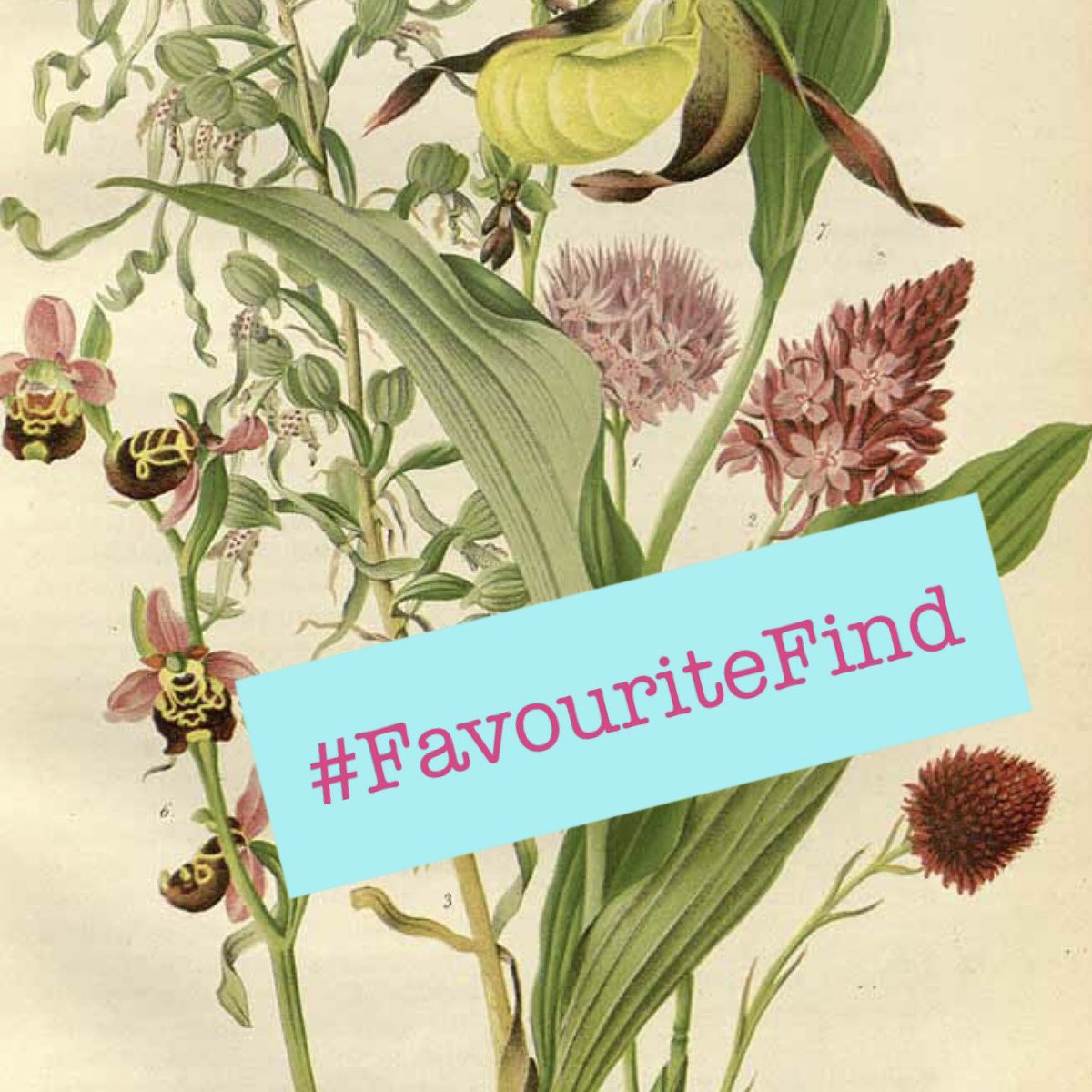 wildflowerhour tweet media