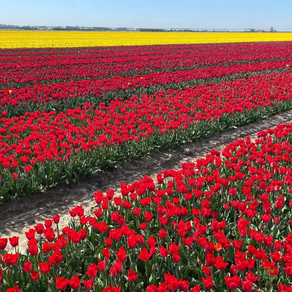 time4tulips's tweet photo. 🌷When you can't get enough of red.....and a little bit yellow.
#time4tulips #ilovered #redtulips #flowersonfriday #flowerpower #flowers #flowerphotography https://t.co/CHegOGJX7t