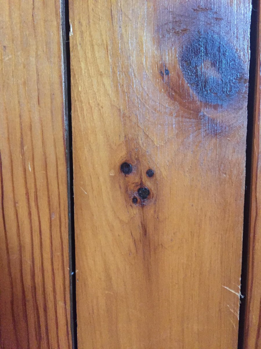 DOG IN WOOD tweet media