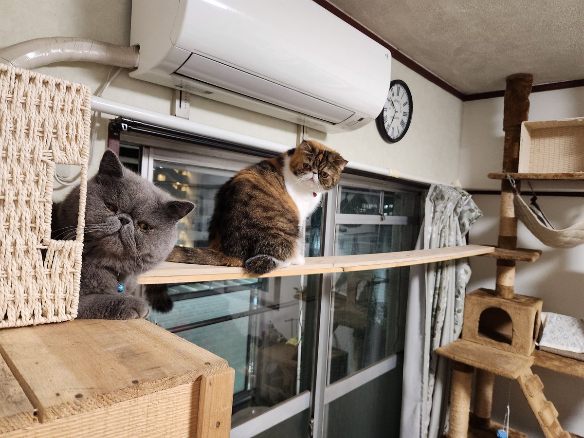 joss_aqua's tweet photo. 総工費396円のキャットウォーク(キャットタワーとランドリーラックに板を渡しただけ)開通
２匹ともすぐに気に入ってランドリーラックの上に新たにできた別荘の取り合いです
昇降運動が増えて何より(笑)

#エキゾチックショートヘア
#猫好きさんと繋がりたい 
#猫のいる暮し 
#猫がいる幸せ https://t.co/X23NXXEruT