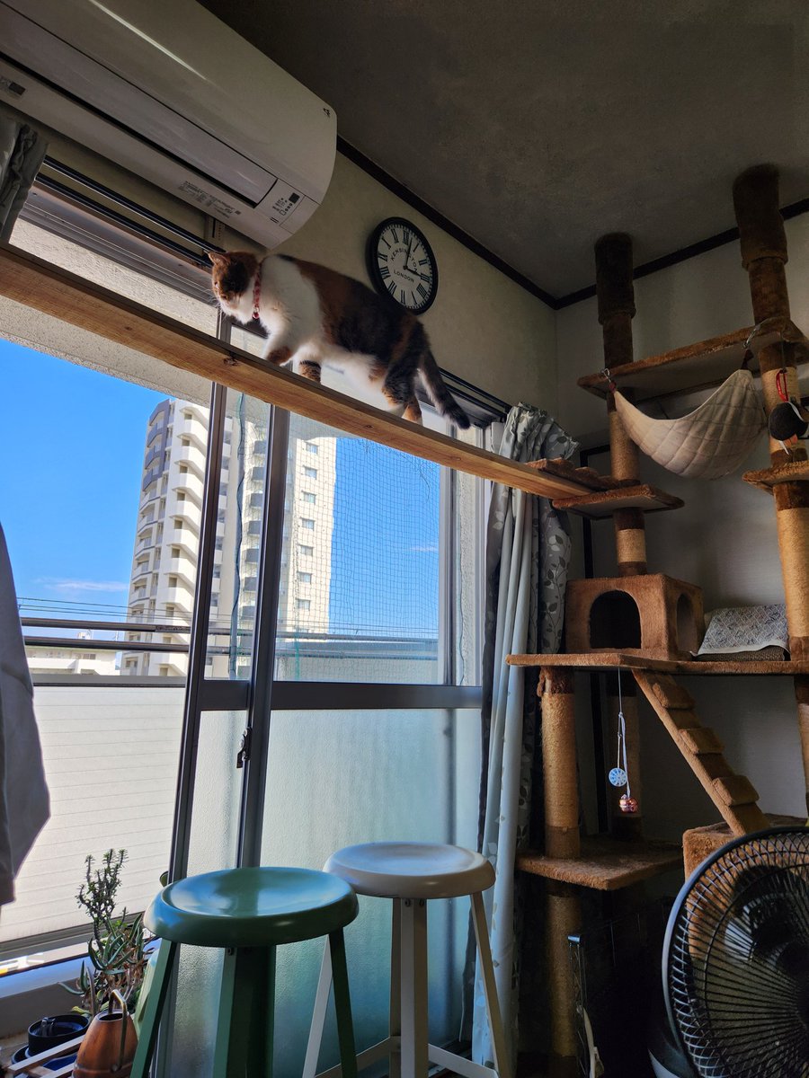 joss_aqua's tweet photo. 総工費396円のキャットウォーク(キャットタワーとランドリーラックに板を渡しただけ)開通
２匹ともすぐに気に入ってランドリーラックの上に新たにできた別荘の取り合いです
昇降運動が増えて何より(笑)

#エキゾチックショートヘア
#猫好きさんと繋がりたい 
#猫のいる暮し 
#猫がいる幸せ https://t.co/X23NXXEruT