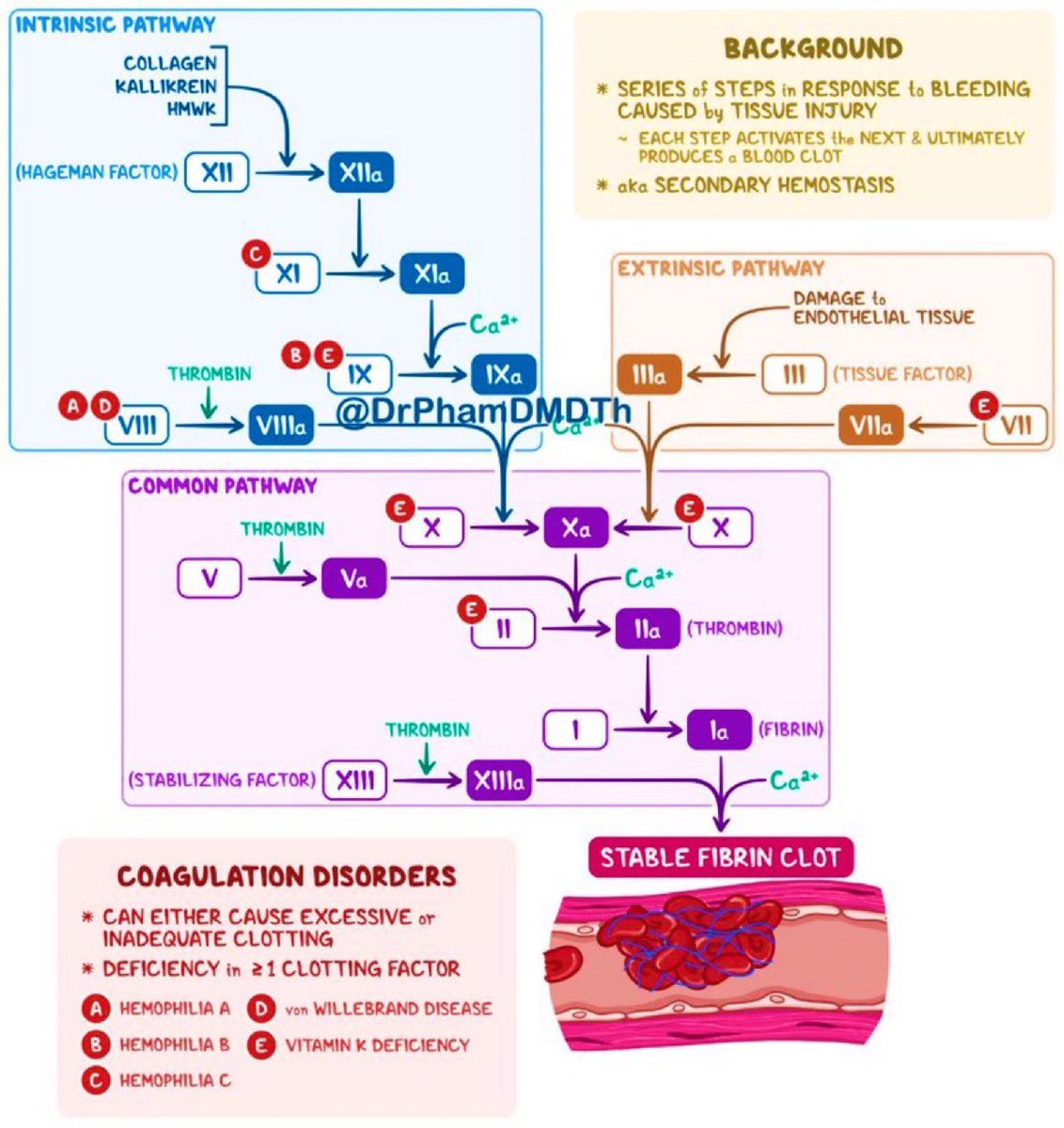 Coagulation Cascade