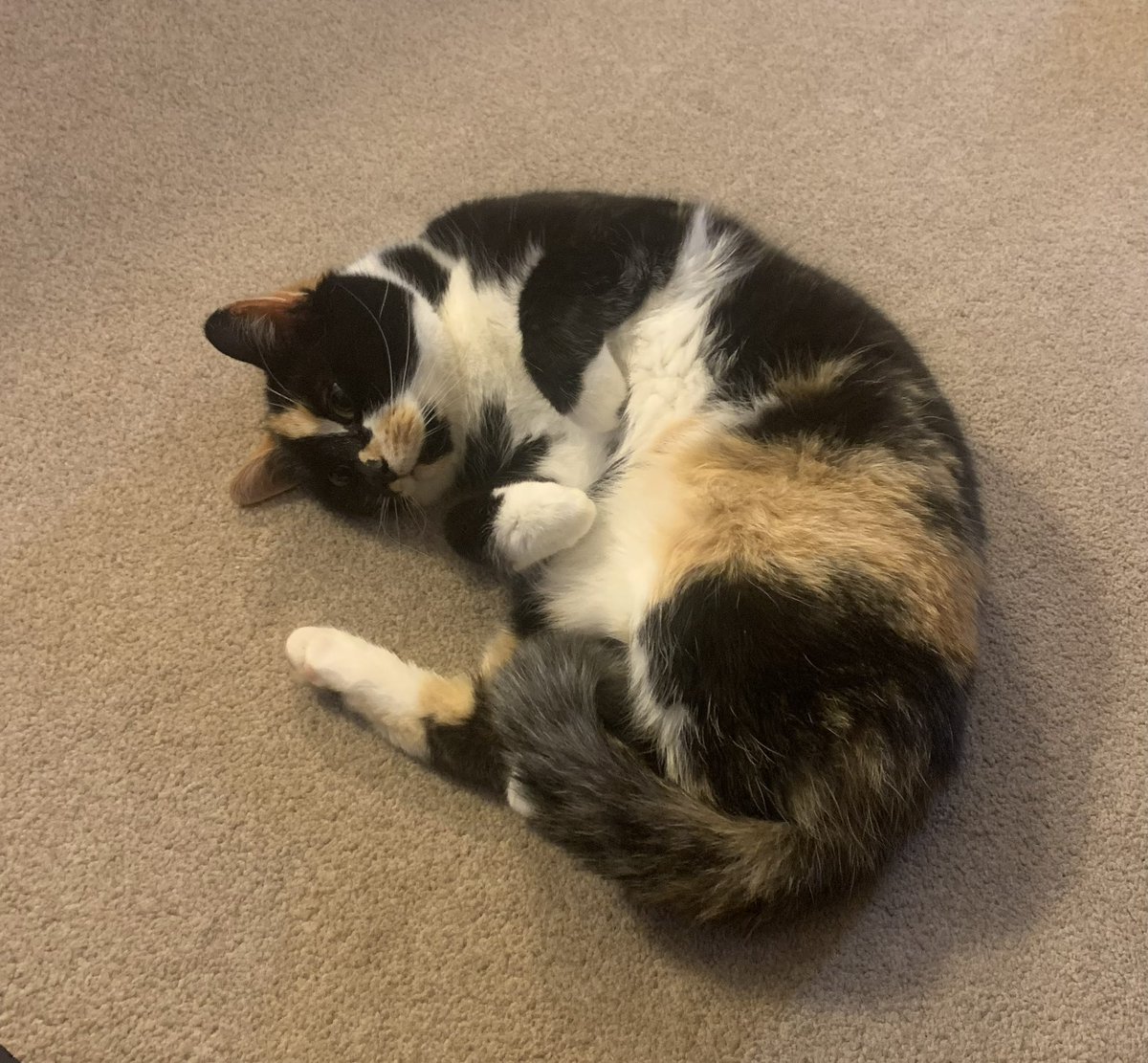 It’s #WorldAnimalDay so here are my two