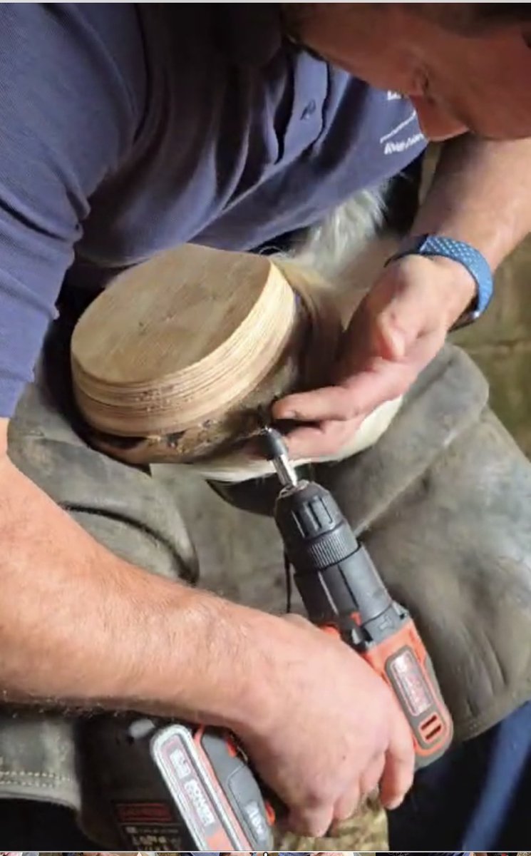 Spent the morning fitting a pair of steward clogs on a horse suffering from laminitis in just the hind feet
#Laminitis #Clogs