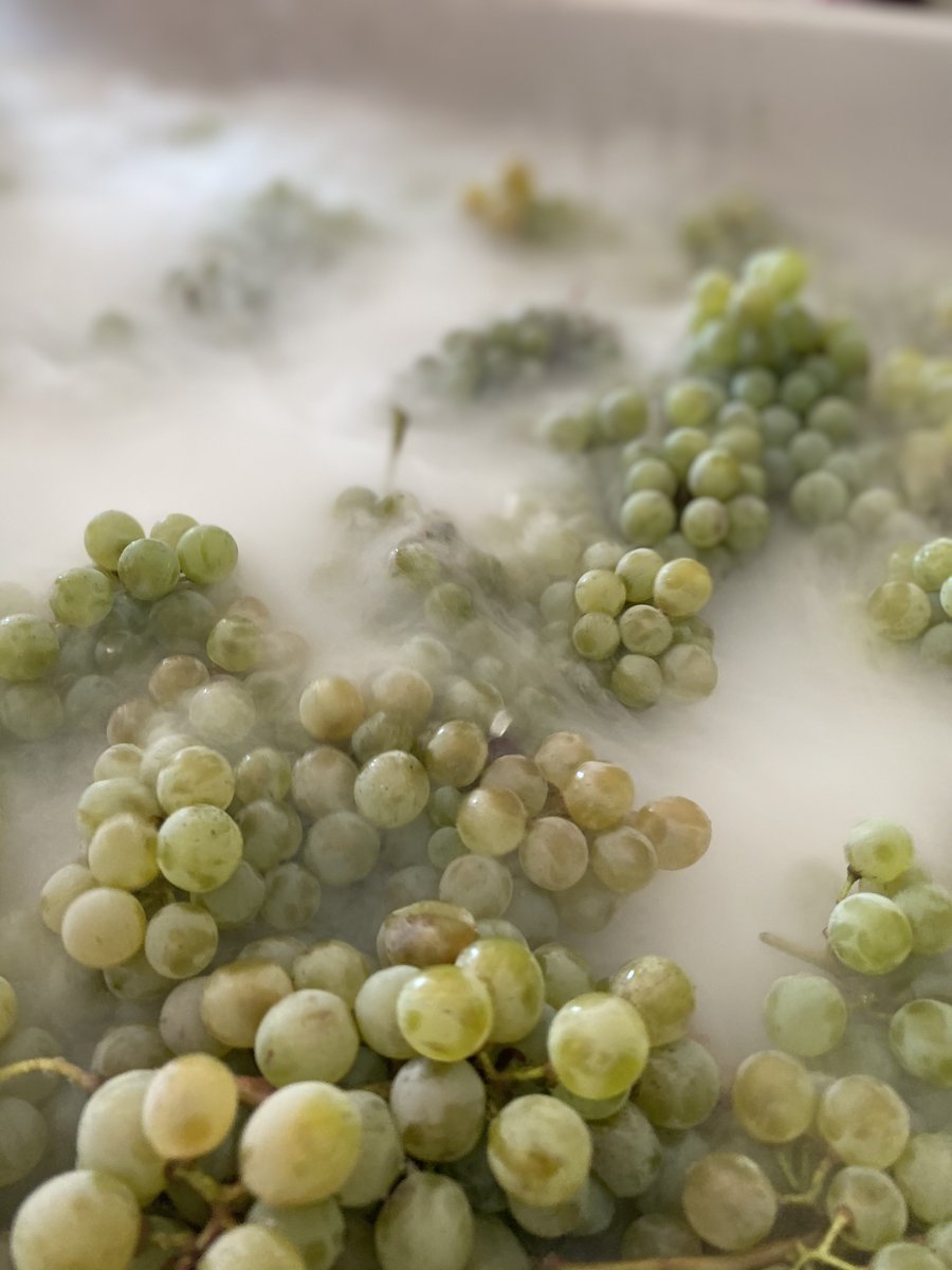 #DPedroNeve se elabora con uvas que, tras ser vendimiadas, maceran con nieve carbónica a -4ºC ❄️❄️
