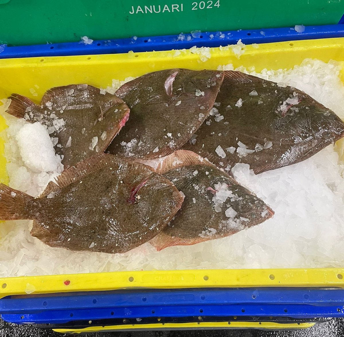 UFAveiling's tweet photo. 🎣 Vanochtend een prachtige griet gevangen en afgeleverd op de visafslag van Stellendam! 🐟

#Griet #VerseVis #Stellendam #VangstVanDeDag #Zeevissen https://t.co/s023cDTtys