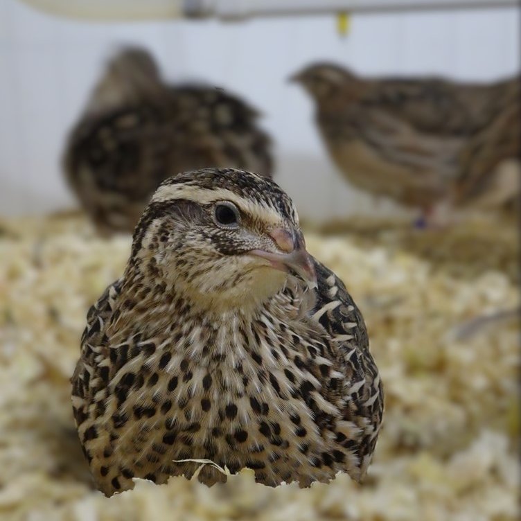 Equipe Cognition, Ethologie, Bien-être Animal tweet media