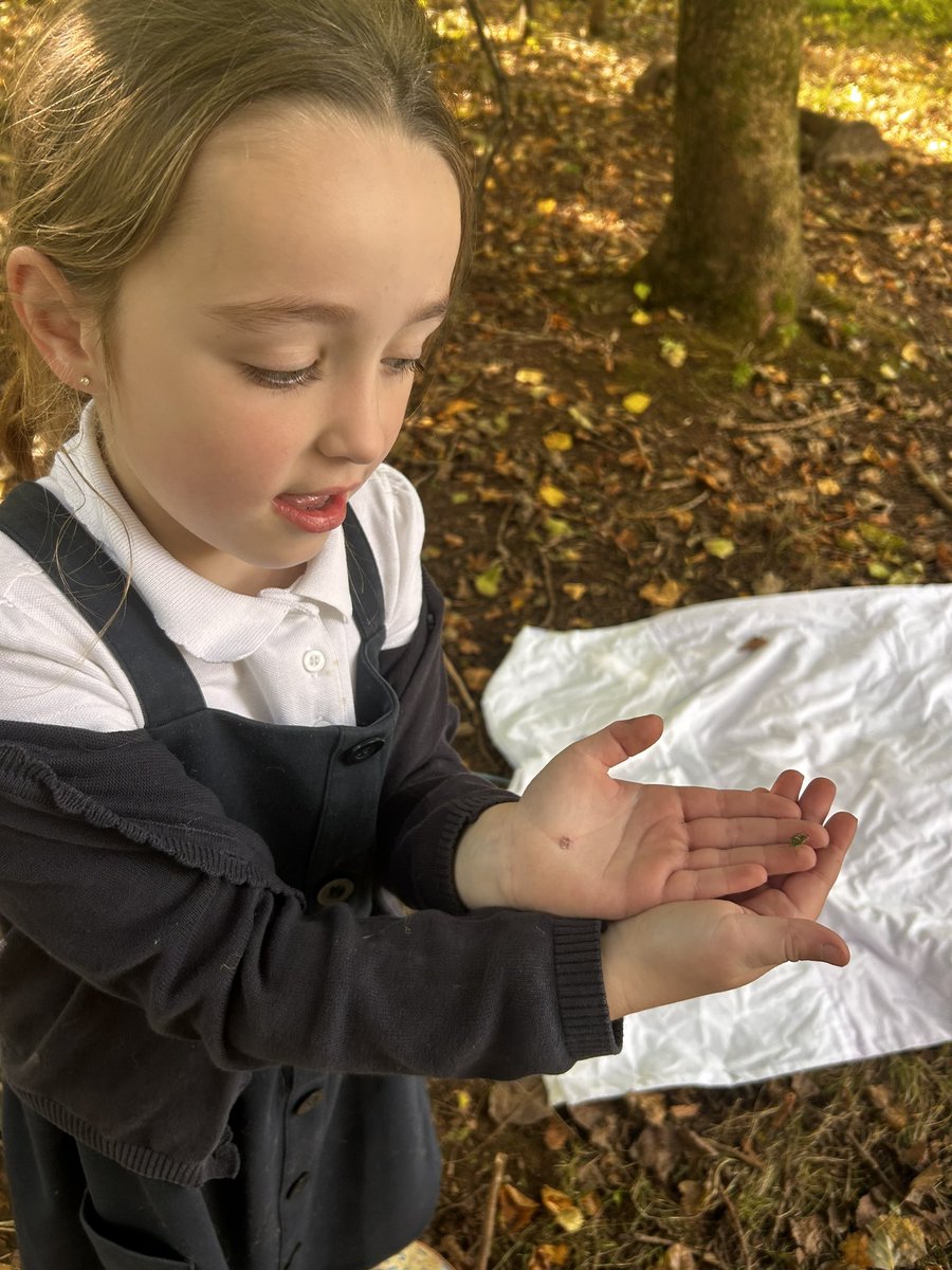 After taking part in Treemendous Trees with <a href="/EcoSchoolsWales/">Eco-Schools Wales</a>, we tried shaking the trees onto a white sheet. We found almost sorts of amazing creatures from spiders to caterpillars. 🐛❤️ @GoytreFawr <a href="/_OLW_/">DysguAwyrAgoredCymru/OutdoorLearningWales</a>