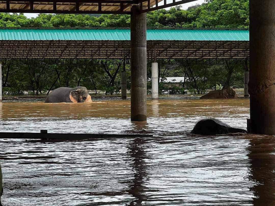 อัพเดตจากคุณปนัดดา
น้องที่นี้เป็นช้างแก่ช้างพิการก็มี
น้องรอความช่วยเหลือกันนานมาก
ใครหรือหน่วยงานไหนมีกำลังช่วยน้องทีนะคะ
ก่อนน้องจะไม่ไหว

#น้ําท่วมเชียงใหม่