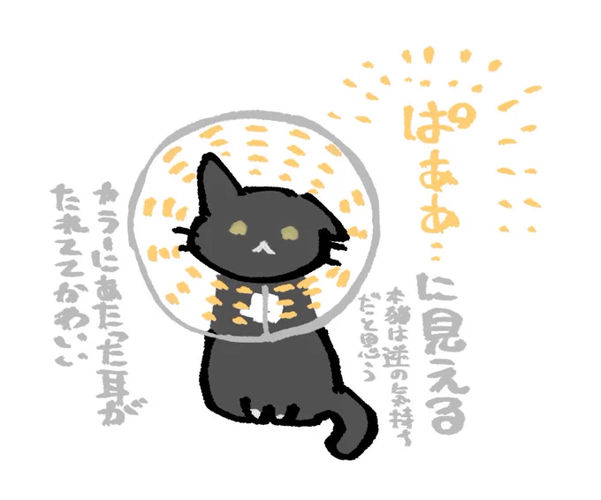 猫たち去勢/避妊手術してエリザベスカラーをつけているんだけど、カラーの模様が「ぱああ・・・!」に見えてかわいい 