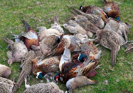 It's shooting season, and these are its results: the mass slaughter of birds. It's disgraceful.