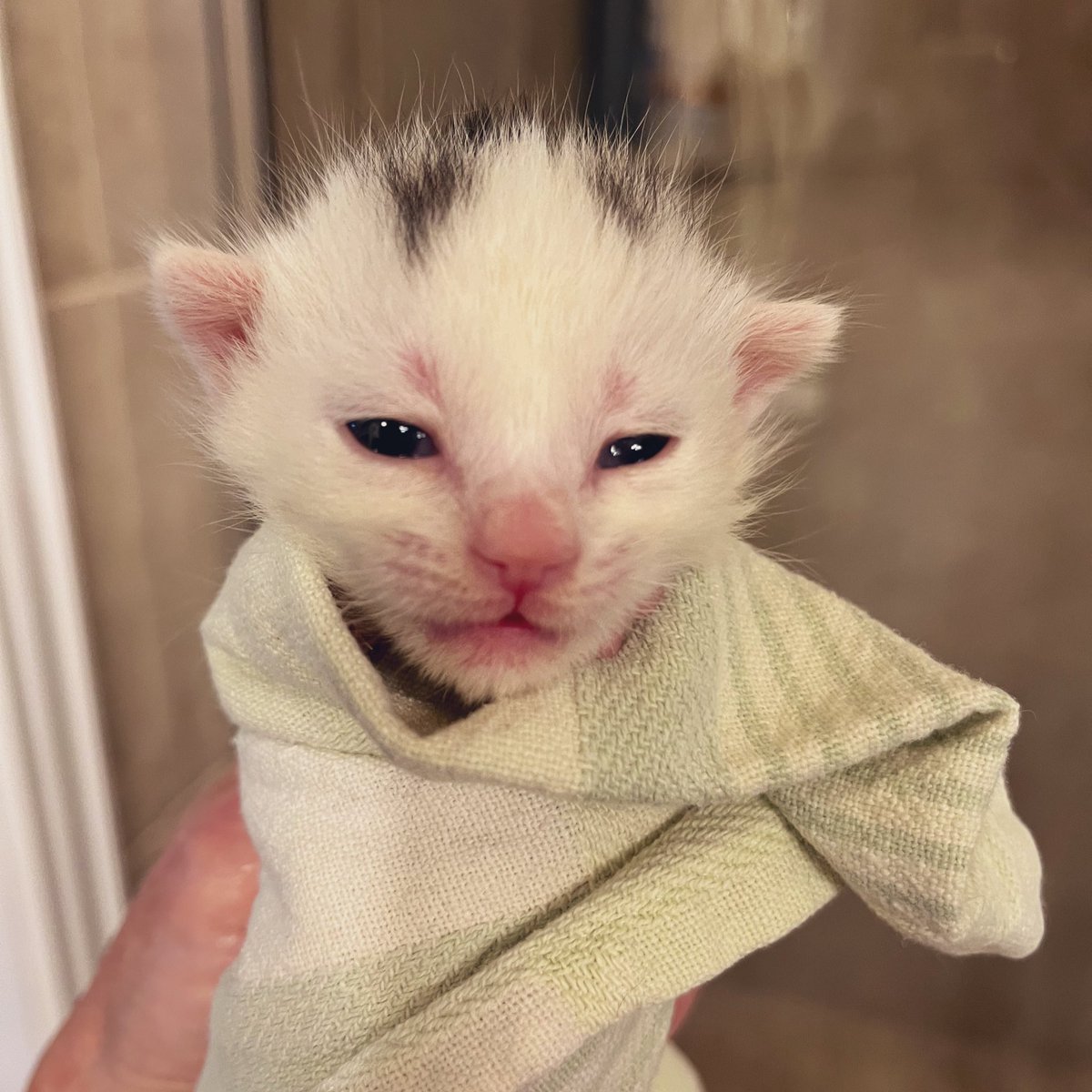 Foster_Fluff's tweet image. #Spud is in perfect purrito form. Ready to eat! #kittens #CatsOfTwitter