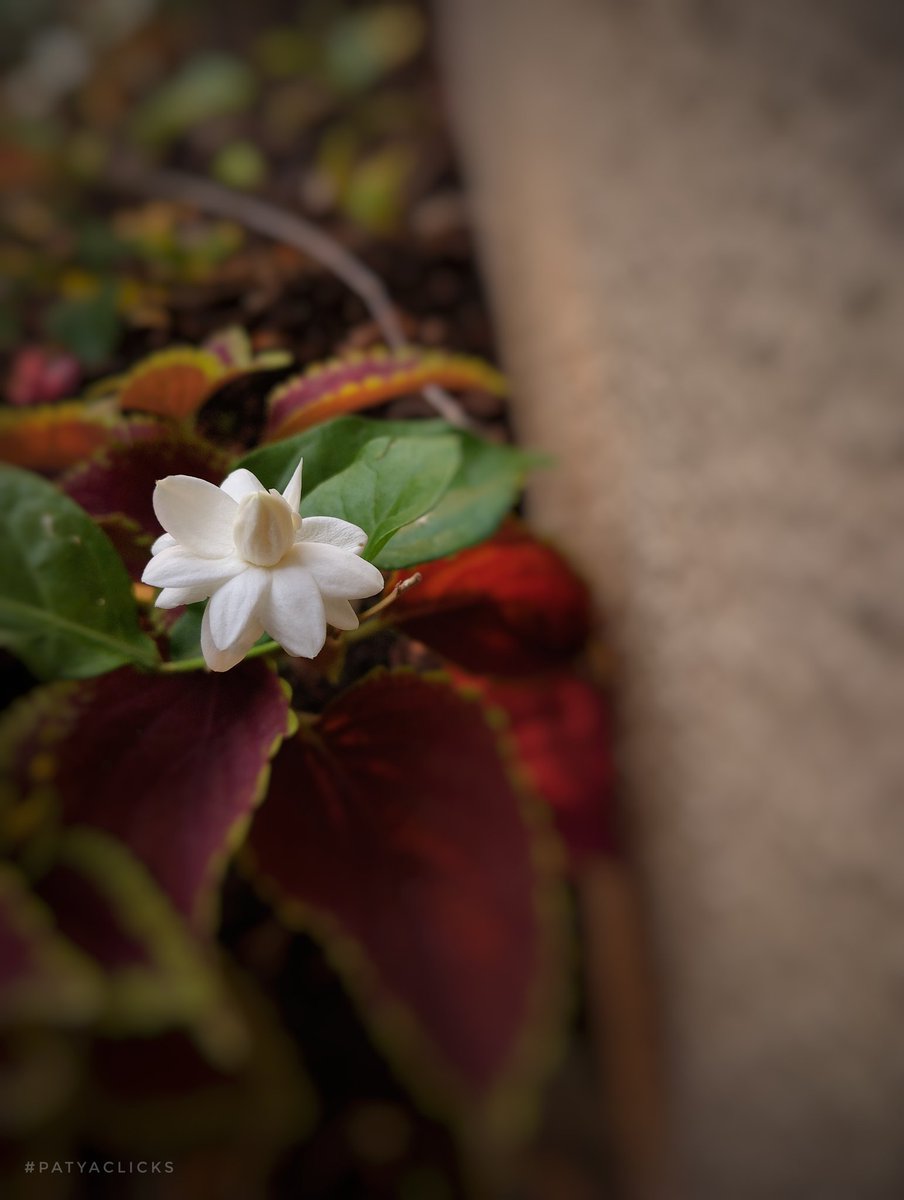 PatyaClicks's tweet photo. @RCederfjard Share your white flowers! 🤍
.
.
.
#theme_pic_India_flowers 
#patyaclicks 
#mobilephotography https://t.co/DoxB2pYUV1