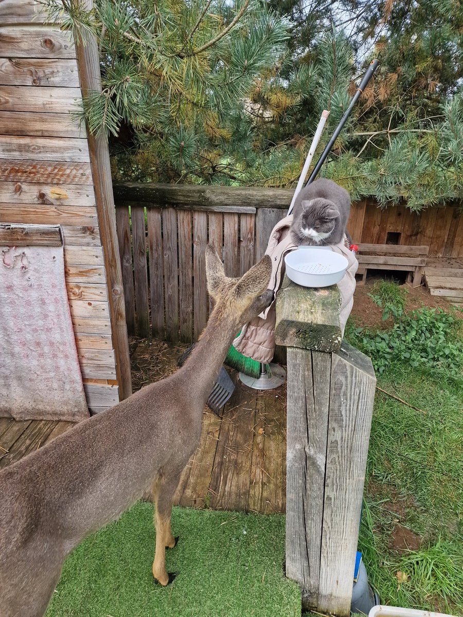 Miķelis un Māsa 🤭 Miķelim (stirnai) ir 4 mēneši. Kaķi ir redzējis tikai aiz žoga. Ļoti gribēja apostīt, bet princese palīda zem mājiņas, jo pie trušiem ir drošāk 😆