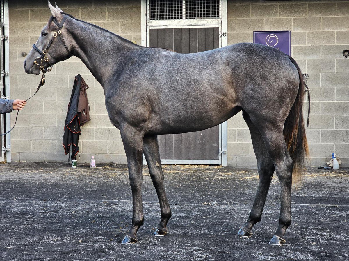 Harty Racing (@hartyracing) on Twitter photo Beautiful filly bought for great clients with <a href="/Doyle_Racing/">Doyle Racing</a>
#HartyRacing #BerminghamCameras Beautiful filly bought for great clients with <a href="/Doyle_Racing/">Doyle Racing</a>
#HartyRacing #BerminghamCameras