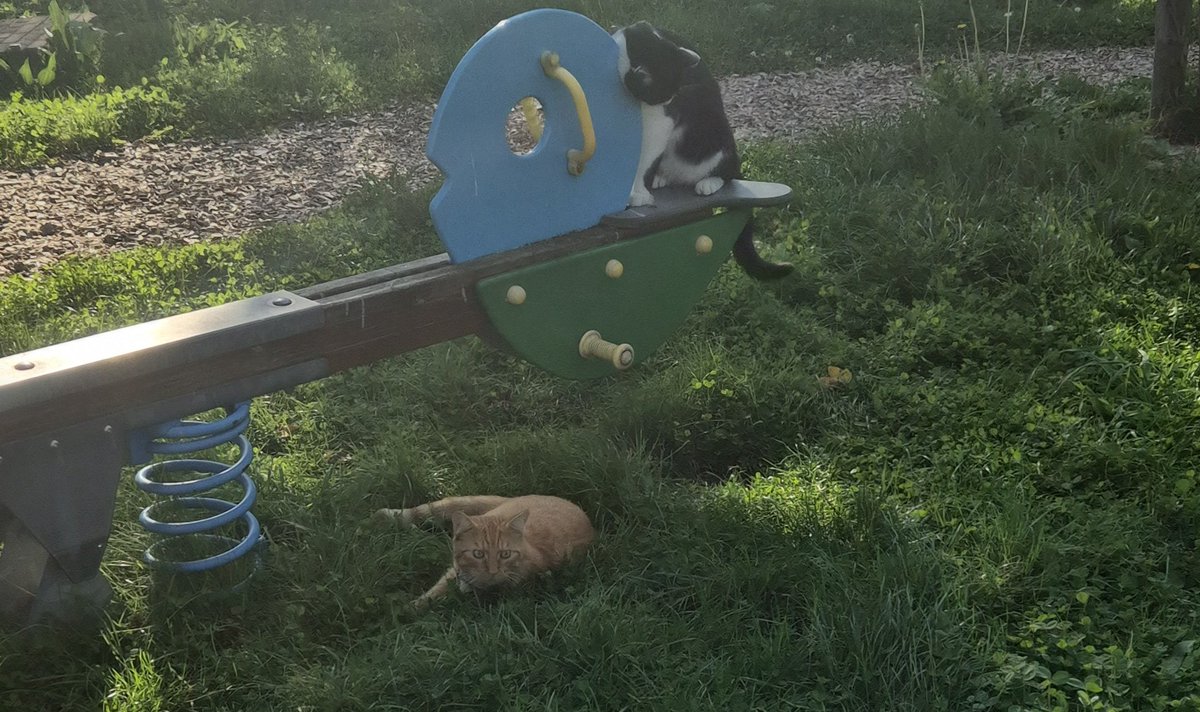 Wouter Joosse 🌴🌳🌲🌴🌳🌲 tweet media