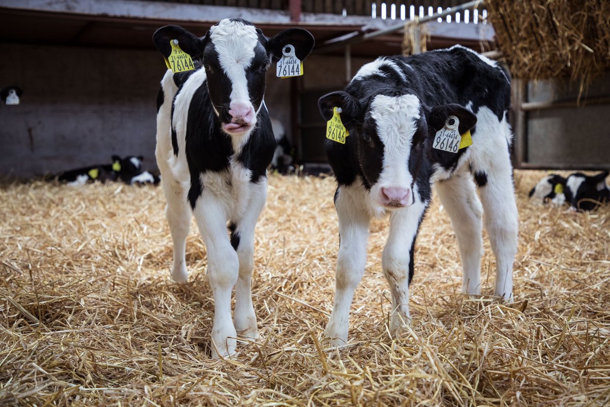 dairymaster's tweet photo. Happy World Animal Day! 🐄🐈🐕
Today, we’re celebrating all the incredible animals that make farming life so special.
No prizes for guessing which one’s our favorite! 🐮😉
#WorldAnimalDay #FarmLife #Dairymaster #dairyfarming #farming #dairyfarm #dairycow https://t.co/e9bREMrFJY