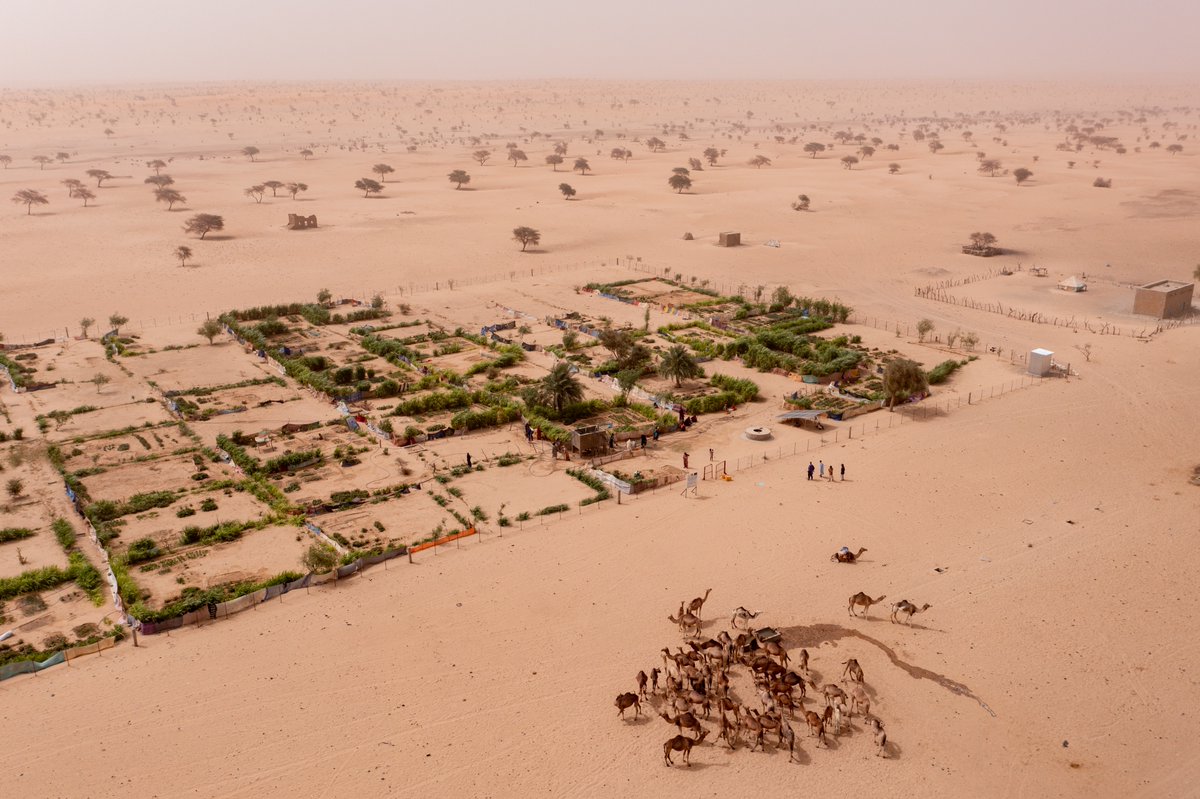 🌍 Un souffle de durabilité pour l’agriculture et l’élevage en Mauritanie.🌾 10 sites-modèles agroécologiques, 5 416 producteurs (3 768 hommes, 1 648 femmes) 
1 000 ha cultivés
👩‍🏫 378 facilitateurs formés
RIMFIL moteur de résilience et d’innovation <a href="/UEMauritanie/">Joaquín Tasso Vilallonga</a>  <a href="/Enabel_Belgium/">Enabel</a>