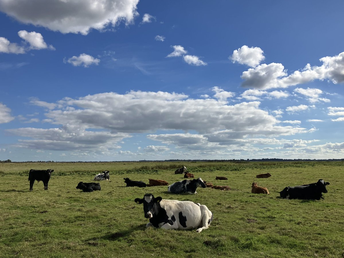 turbotechdog's tweet photo. This must look so crazy to you upland livestockers #norfolk #flat #belowsealevel ๐๐ https://t.co/U7PqQpPx0D