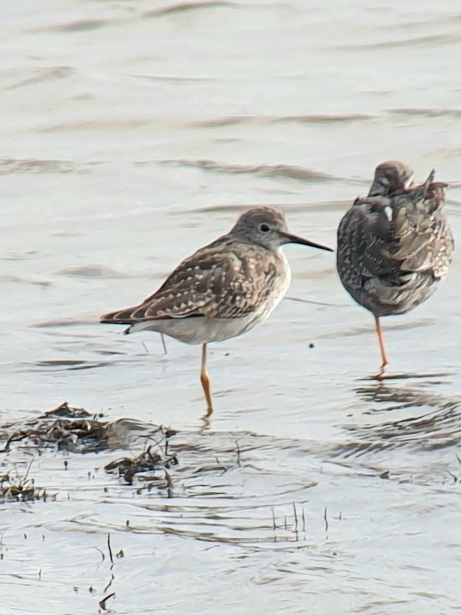 Lesser Yellowlegs showing particularly well on 1st Sentry Post pool, Pilning Wetlands currently