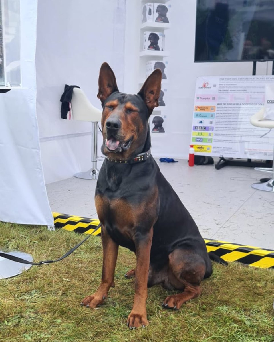 What an incredible experience we had at <a href="/DogfestUK/">DogFest</a> Knebworth House! 🙌 Were you one of the amazing pet brands or #doglovers we connected with over those two unforgettable days? If so, drop us a hello in the comments. We’d love to keep the good vibes and conversation going!