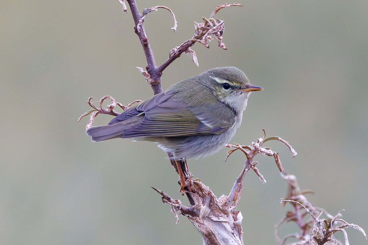 After a mental day twitching on Wednesday (pics to follow) it was nice to get some birding in with a walk up Spurn. Unfortunately couldn’t quite pull out our own mega but fantastic views of Arctic Warbler made it worthwhile.
