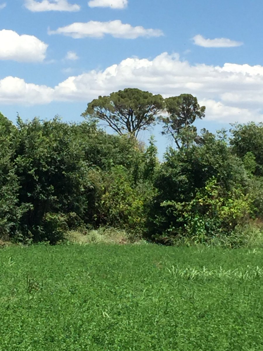 enunlugardelah1's tweet photo. 🍋 🌳PINOS DE CHURRA 🌳

🧵1️⃣ Ahora que se han cargado el Carril del Hielo es un buen momento para contaros lo que fue este paraje de la Huerta de #Murcia y lo que vamos a dejar a futuras generaciones.

Spoiler: no acaba bien ⬇️ https://t.co/L8lqPiPx9B