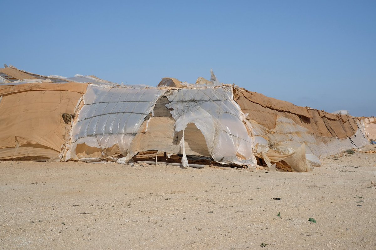 ElliLorz's tweet photo. « La Cour de justice annule les accords commerciaux UE-Maroc et ordonne que l'étiquetage des tomates et des melons récoltés au Sahara occidental fasse référence à ce territoire comme pays d'origine »
[photos des cultures de melons en territoire occupé, 2019] https://t.co/S0qXzWcjV0