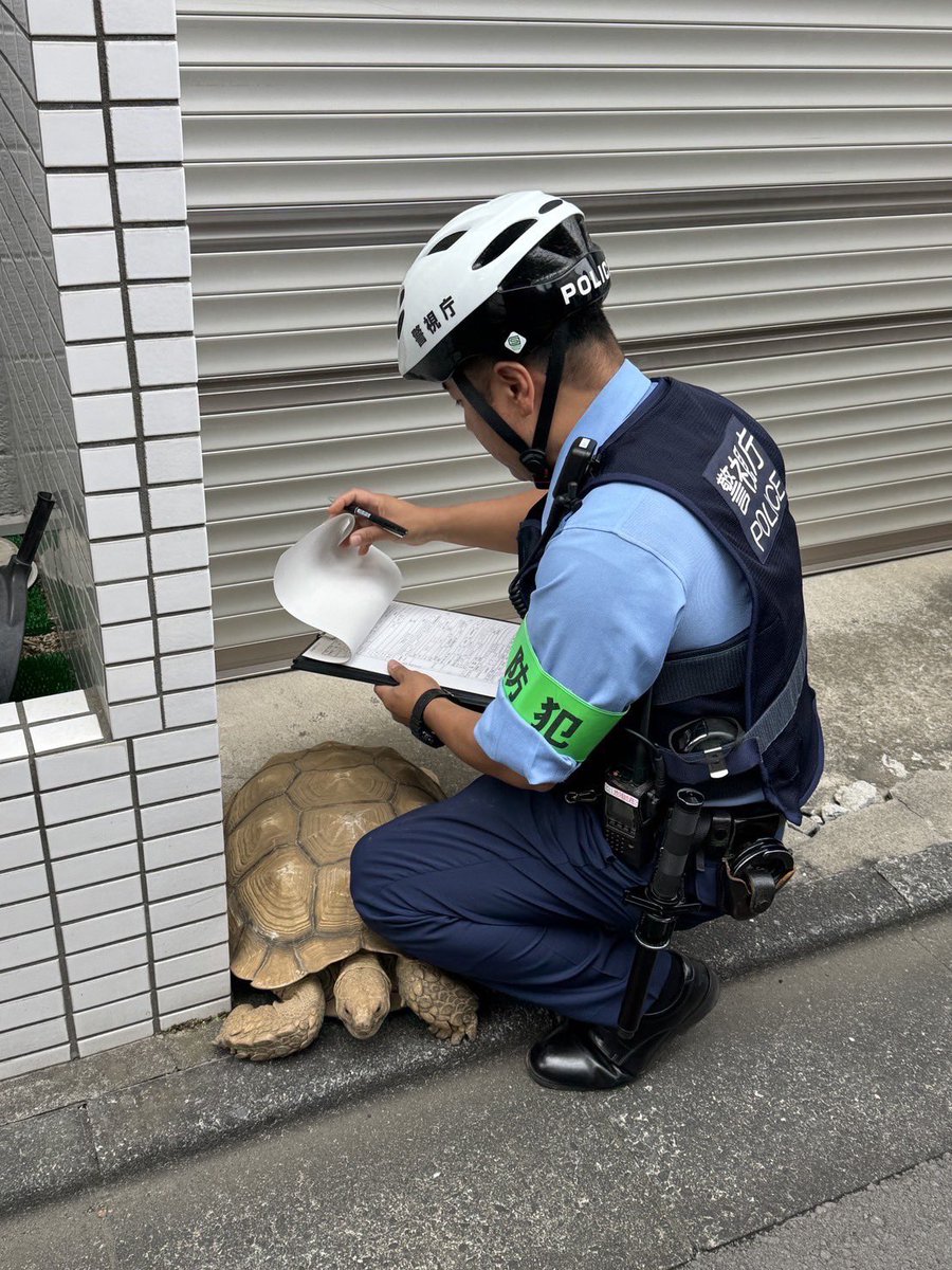 ShinjukuSokai's tweet photo. 友達が江戸川区で迷子のリクガメ見つけた。
警察を呼んだら聞き込みされてたらしい。 https://t.co/iBnSkhrHNN