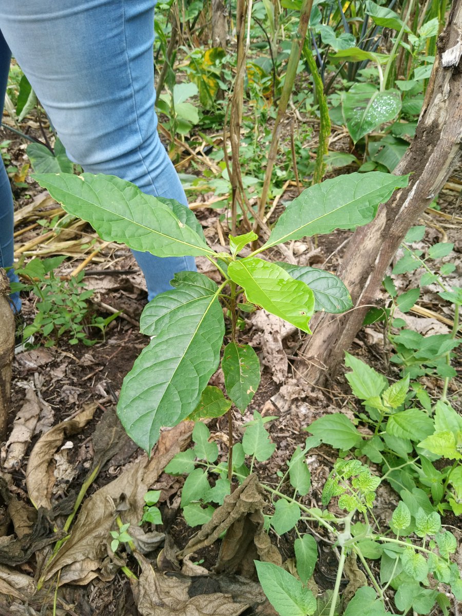 Rights & Advocacy Initiatives Network tweet media