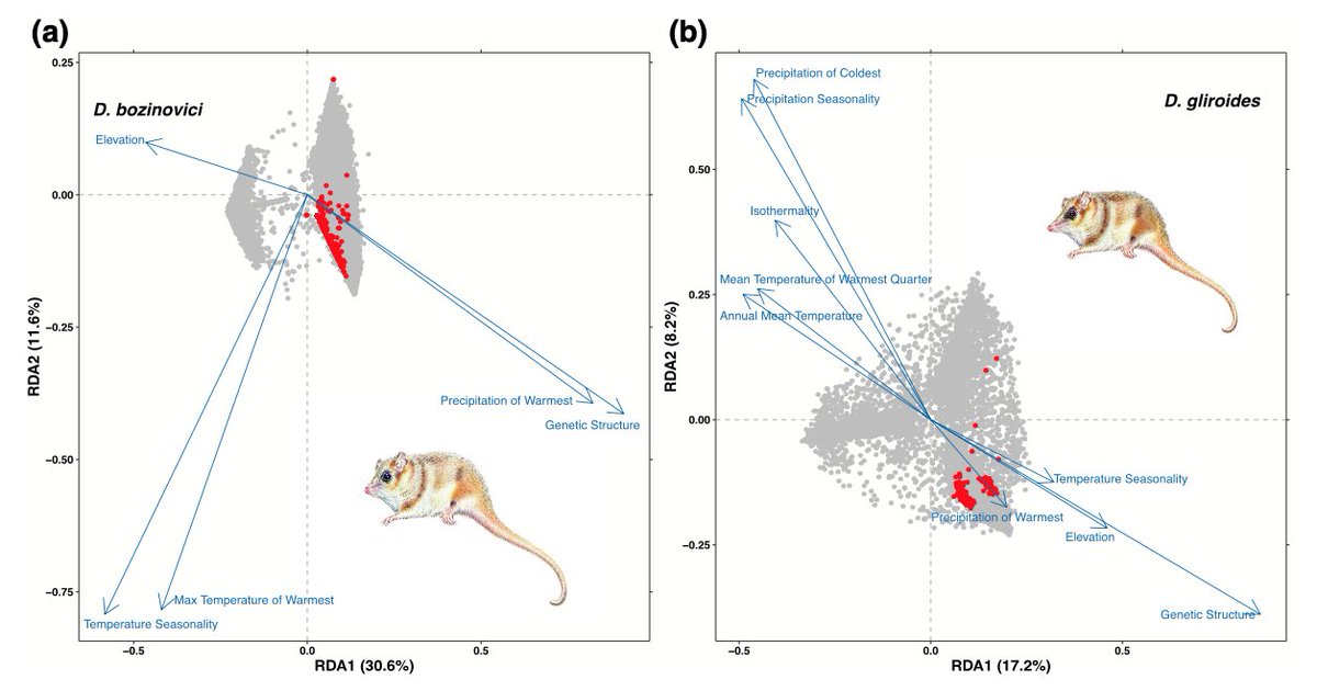 GuillermoDElia's tweet image. Diferenciación genómica y adaptación local en monitos del monte: doi.org/10.1002/ece3.7…

#Dromiciops #Microbiotheriidae