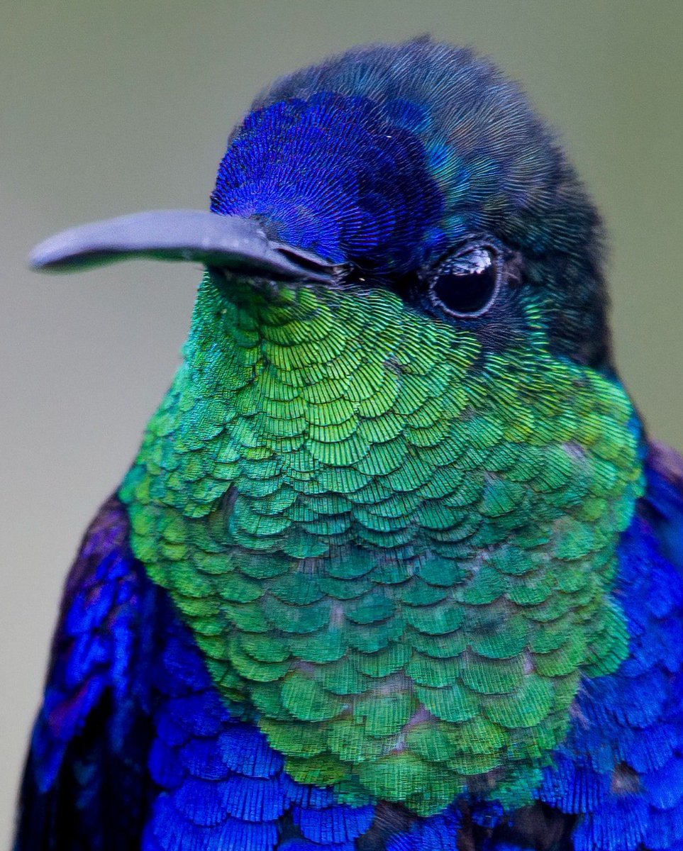 oswaldoaves's tweet photo. #GraciasPor esta sesión fotográfica al país de los colibríes ¡Colombia!

#COP16Colombia https://t.co/mFUngofZA9