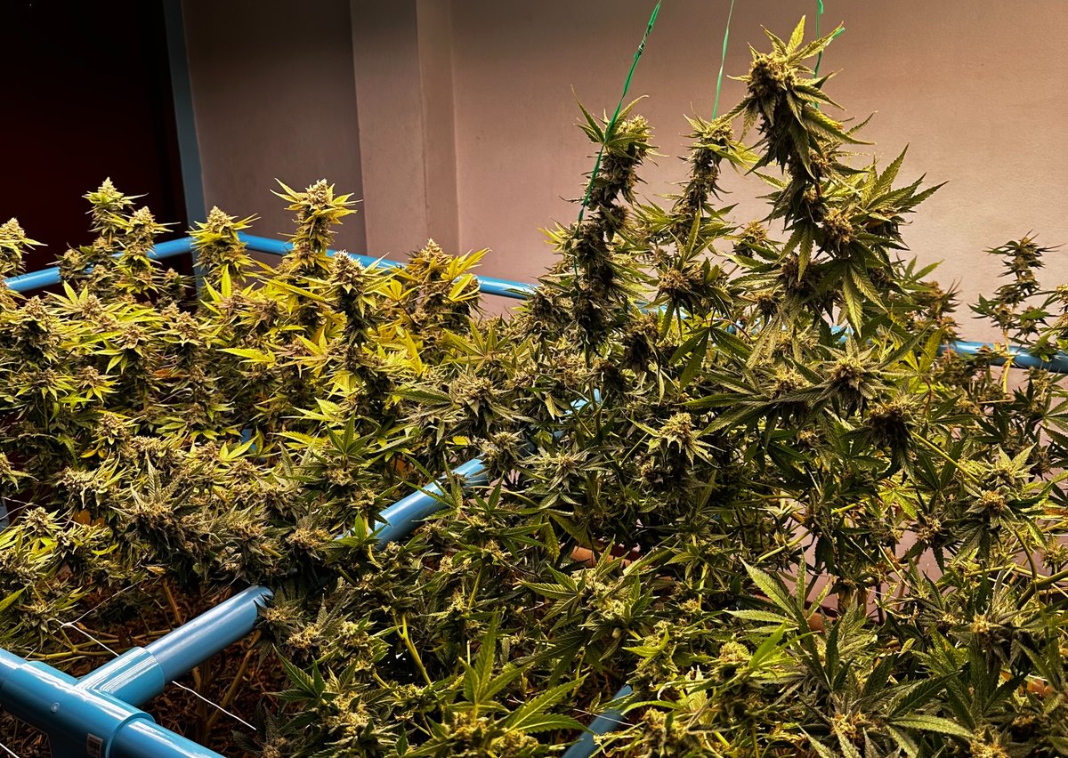 unused_vm's tweet photo. インドア大麻とアウトドア大麻🌿
あなたの理想の大麻はどちら？

インドア栽培、アウトドア栽培によって同じ品種を栽培しても見た目や風味、体感までも全てが違います。

1️⃣品質と見た目
インドア: 詰まっている外観が美しいバッズ。
トリコームが多く見られる。

アウトドア:天候の要素が大きく影響するため、バッズが詰まらず広がっている。
光不足でトリコームは増えにくい。

2️⃣風味や体感
インドア:グロワーが栄養素や環境を精密にコントロールするため、風味や香りが出やすい。
強い体感で持続性もあります。

アウトドア: 自然な土壌から多角的な栄養素を届け、豊かな風味を感じられます。
体感はインドアほど強くありません。

No-Till栽培（インドア）:
アウトドア栽培のように自然な土壌を再現し、インドアの環境で安定して育てる事ができます
そのため風味や体感に拘った大麻に仕上げる事が出来ます。

@SamuraiWeed_ の大麻は全てインドアです！
@sakura_growやグロワーで試煙会を重ねて選ばれた大麻だけが@vapemaniathai に並んでいます。

こだわり抜かれた栽培方法で厳選された大麻を是非お楽しみください^ ^