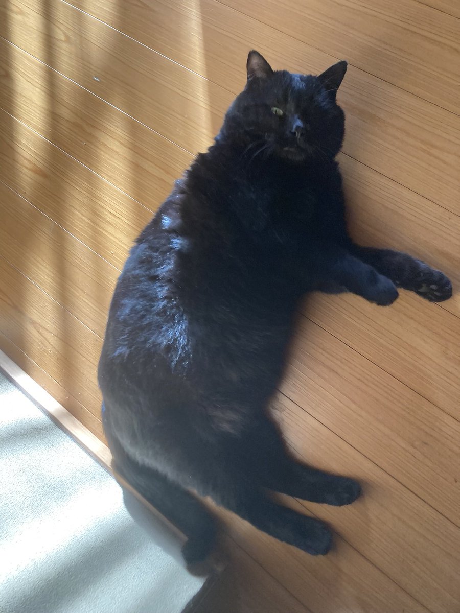bebe_yoshida's tweet photo. 我が家の愛猫を探してます！
些細な情報で良いので、お見かけの際はご一報いただきたいです！ご協力よろしくお願いいたします！
名前:べべ　性別:オス　年齢:9歳
身体の大きな黒猫です。背中に少し白い毛が混じっているのが特徴です。
#迷子猫  #迷い猫 #黒猫 #奈良県 #安堵町 #斑鳩町 https://t.co/tRUBn4sVrr