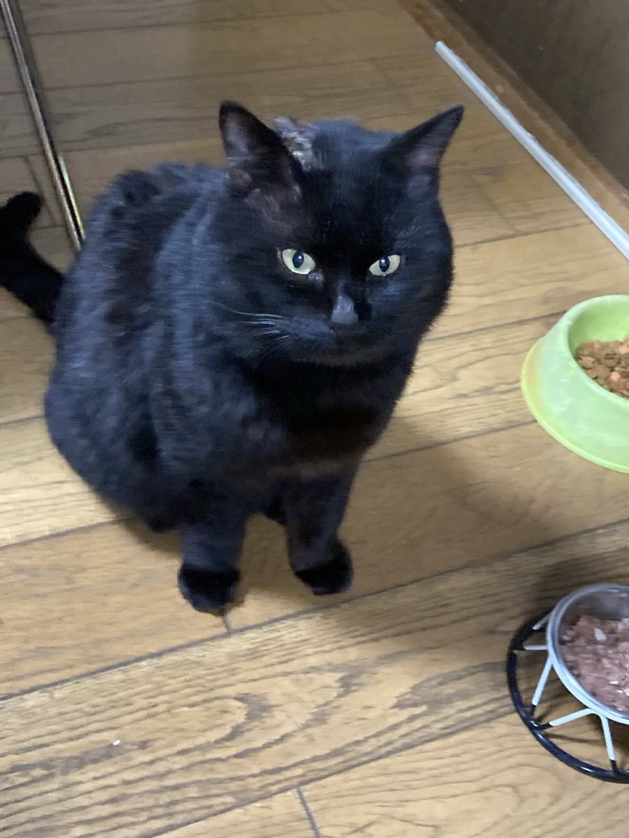 bebe_yoshida's tweet photo. 我が家の愛猫を探してます！
些細な情報で良いので、お見かけの際はご一報いただきたいです！ご協力よろしくお願いいたします！
名前:べべ　性別:オス　年齢:9歳
身体の大きな黒猫です。背中に少し白い毛が混じっているのが特徴です。
#迷子猫  #迷い猫 #黒猫 #奈良県 #安堵町 #斑鳩町 https://t.co/tRUBn4sVrr