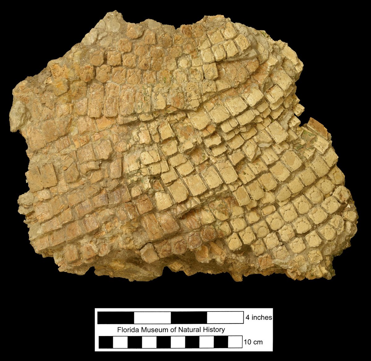 Exploring Museum Collections 🤩 Cute carapace!
#FossilFriday
This is the only known large section of a carapace of this armadillo species found articulated in Florida!

Feature
Species: Dasypus bellus
Specimen: # UF 61906
Locality: Hillsborough Co.
floridamuseum.ufl.edu/florida-verteb…