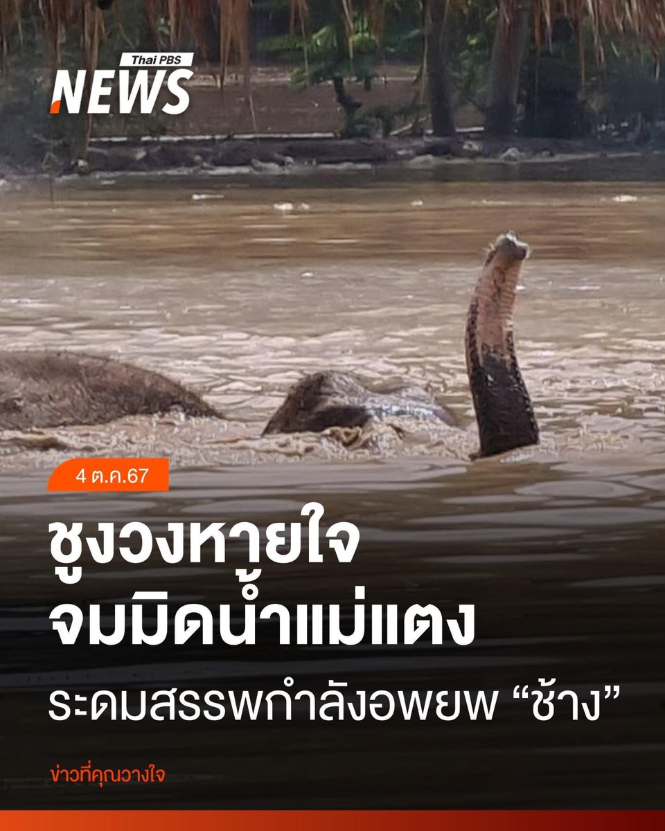 magicbelle__'s tweet photo. ทางแม่แตงยังคงต้องการแรงคน แรงใจ และอาสาสมัครเพื่อช่วยช้างอยู่นะคะ ตอนนี้ระดับน้ำท่วมถึงหลังคาจนน้องช้างที่ยังติดอยู่ต้องชูงวงเพื่อหายใจกันแล้ว ไม่รู้ว่าอีกนานแค่ไหนน้ำถึงจะเบา  พอจะมีหน่วยงานไหนช่วยได้บ้างไหมคะ กลัวน้องไม่ไหว 🙏🏻🥲🥲🥲🥲 ภาพจาก ThaiPBS ค่ะ #น้ําท่วมเชียงใหม่ https://t.co/ude8m3EBlC