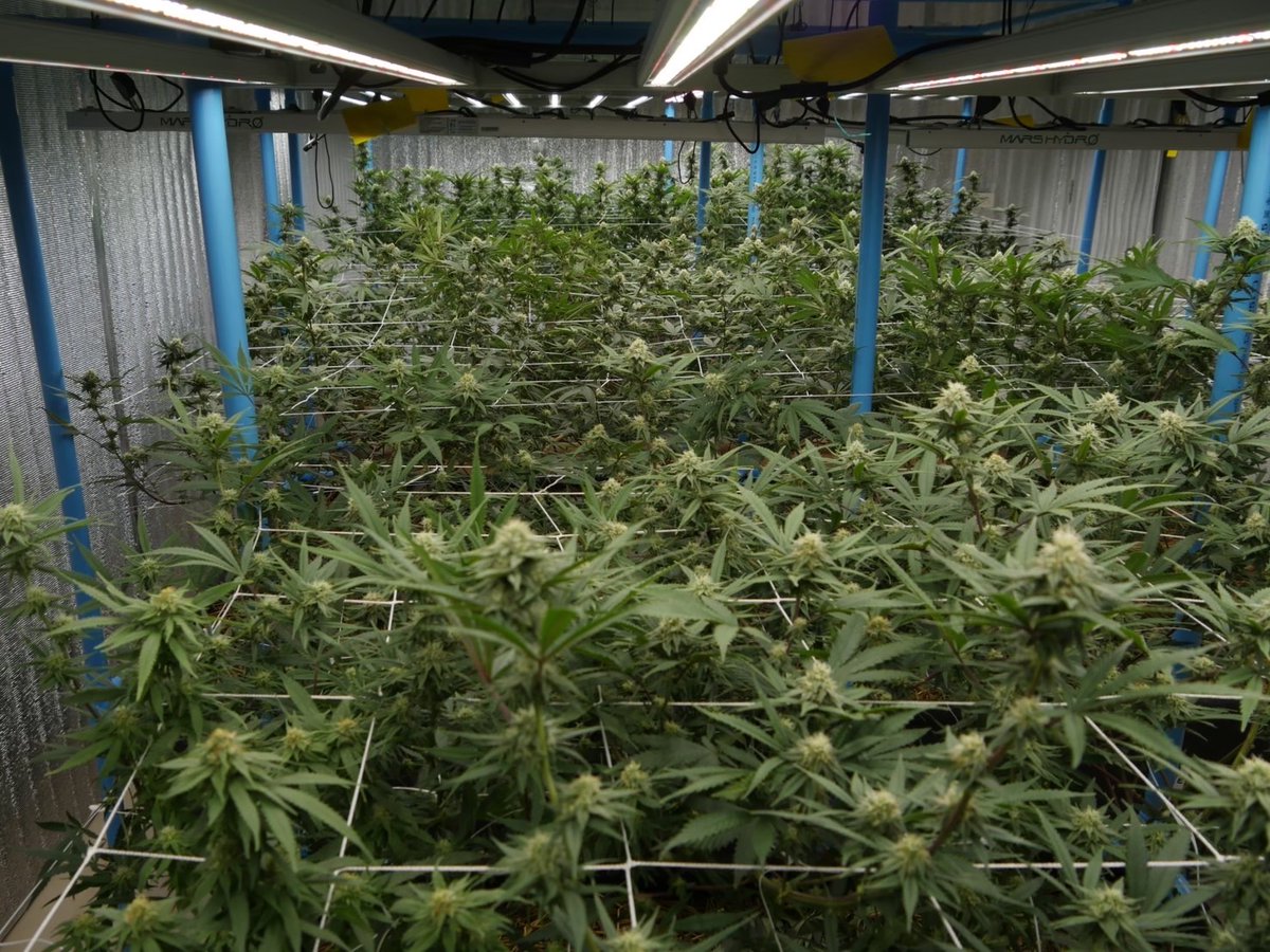 unused_vm's tweet photo. インドア大麻とアウトドア大麻🌿
あなたの理想の大麻はどちら？

インドア栽培、アウトドア栽培によって同じ品種を栽培しても見た目や風味、体感までも全てが違います。

1️⃣品質と見た目
インドア: 詰まっている外観が美しいバッズ。
トリコームが多く見られる。

アウトドア:天候の要素が大きく影響するため、バッズが詰まらず広がっている。
光不足でトリコームは増えにくい。

2️⃣風味や体感
インドア:グロワーが栄養素や環境を精密にコントロールするため、風味や香りが出やすい。
強い体感で持続性もあります。

アウトドア: 自然な土壌から多角的な栄養素を届け、豊かな風味を感じられます。
体感はインドアほど強くありません。

No-Till栽培（インドア）:
アウトドア栽培のように自然な土壌を再現し、インドアの環境で安定して育てる事ができます
そのため風味や体感に拘った大麻に仕上げる事が出来ます。

@SamuraiWeed_ の大麻は全てインドアです！
@sakura_growやグロワーで試煙会を重ねて選ばれた大麻だけが@vapemaniathai に並んでいます。

こだわり抜かれた栽培方法で厳選された大麻を是非お楽しみください^ ^