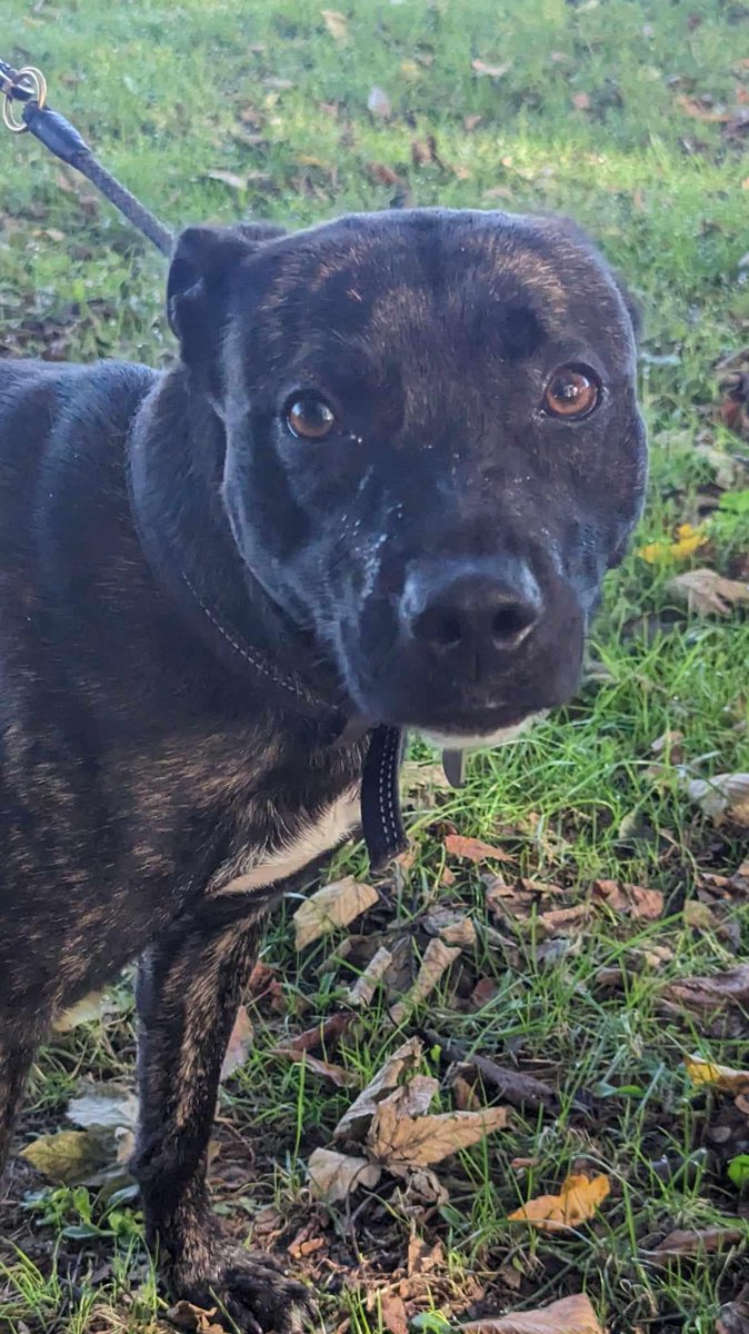 Rescue dogs for rehoming tweet media