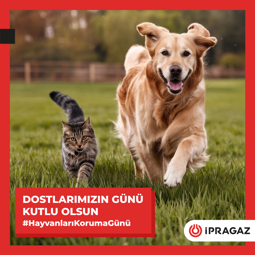 IpragazAS's tweet image. Bugün evlerimizi, doğamızı, gezegenimizi birlikte paylaştığımız sevimli dostlarımızın günü! Hayvan dostlarımızı bir gün değil her gün koruyup, yaşatalım. 
 
#İpragaz #HayvanlarıKorumaGünü