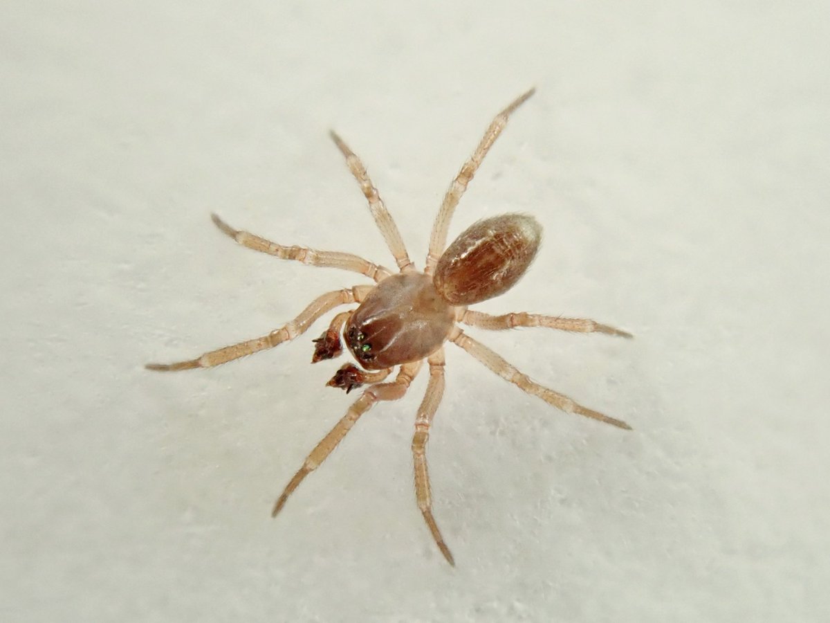 This little bliter gets me every time I find it in a mire! It's always   a bit different to everything else and looks exciting! Those awesome, pointy papls don't lie though, thus is the rather common Gongylidiellum vivum. <a href="/BritishSpiders/">BAS</a> <a href="/cofnod/">Cofnod</a> <a href="/graemelyons/">Graeme Lyons</a> @chalkspring