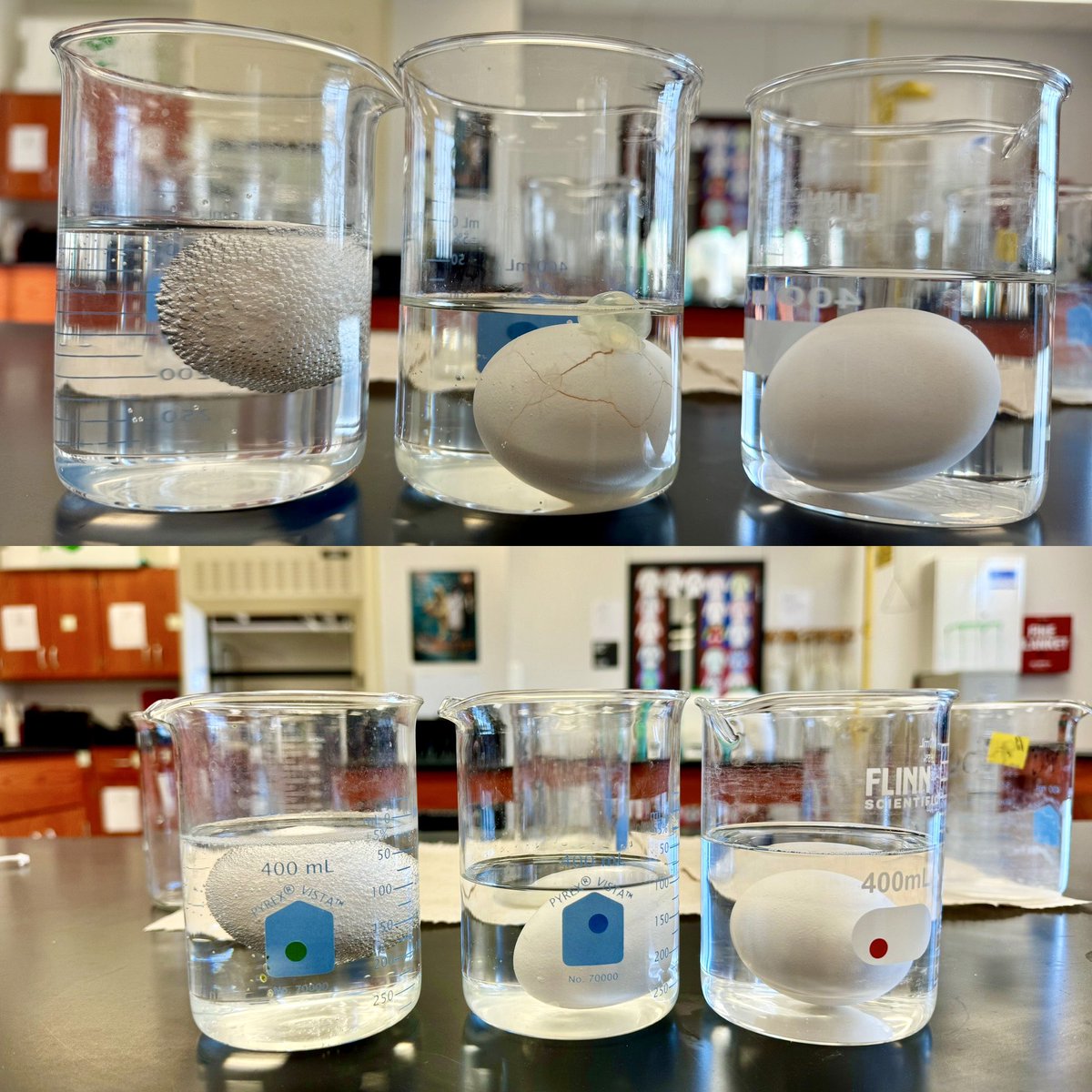 Env Systems - Ocean acidification demo. Day 1: bottom picture. Day 2: top picture.  Left to right: 150ml Water &amp; 50ml Vinegar, 150ml Tap water, 150ml water &amp; 50ml Ammonia. Notice the difference in density &amp; fizzy bubbles.  Chemistry classes also enjoyed discussing this demo.