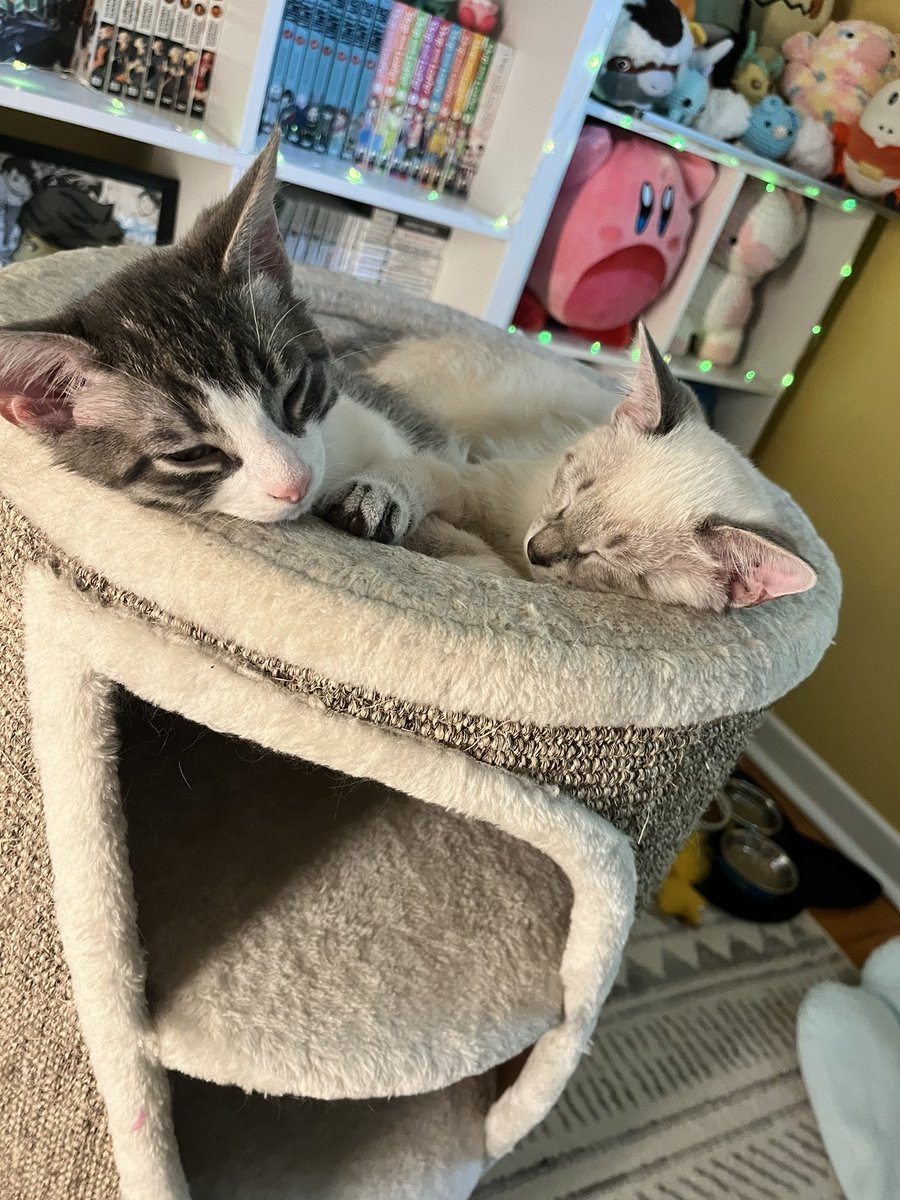 Bibble and Toji update! Babies are almost 13 weeks old now 🥹