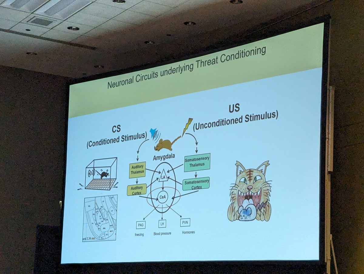 MCCStweets's tweet image. Ayako Watabe from Jikei University, on the circuitry of state-dependent modulation of affective behavior.
#MCCS24
