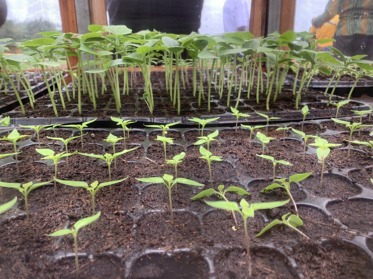 OpeimuTheFarmer's tweet photo. As a youth interested in #Agriculture, I am privileged to be part of the 2024 ACHI-Project. We receive both in-class teachings and practical field experience.
My gratitude to all stakeholders of this impactful and transformational initiative.
#TUDelf #Hollandgreentechghana https://t.co/bB5tEtBI57