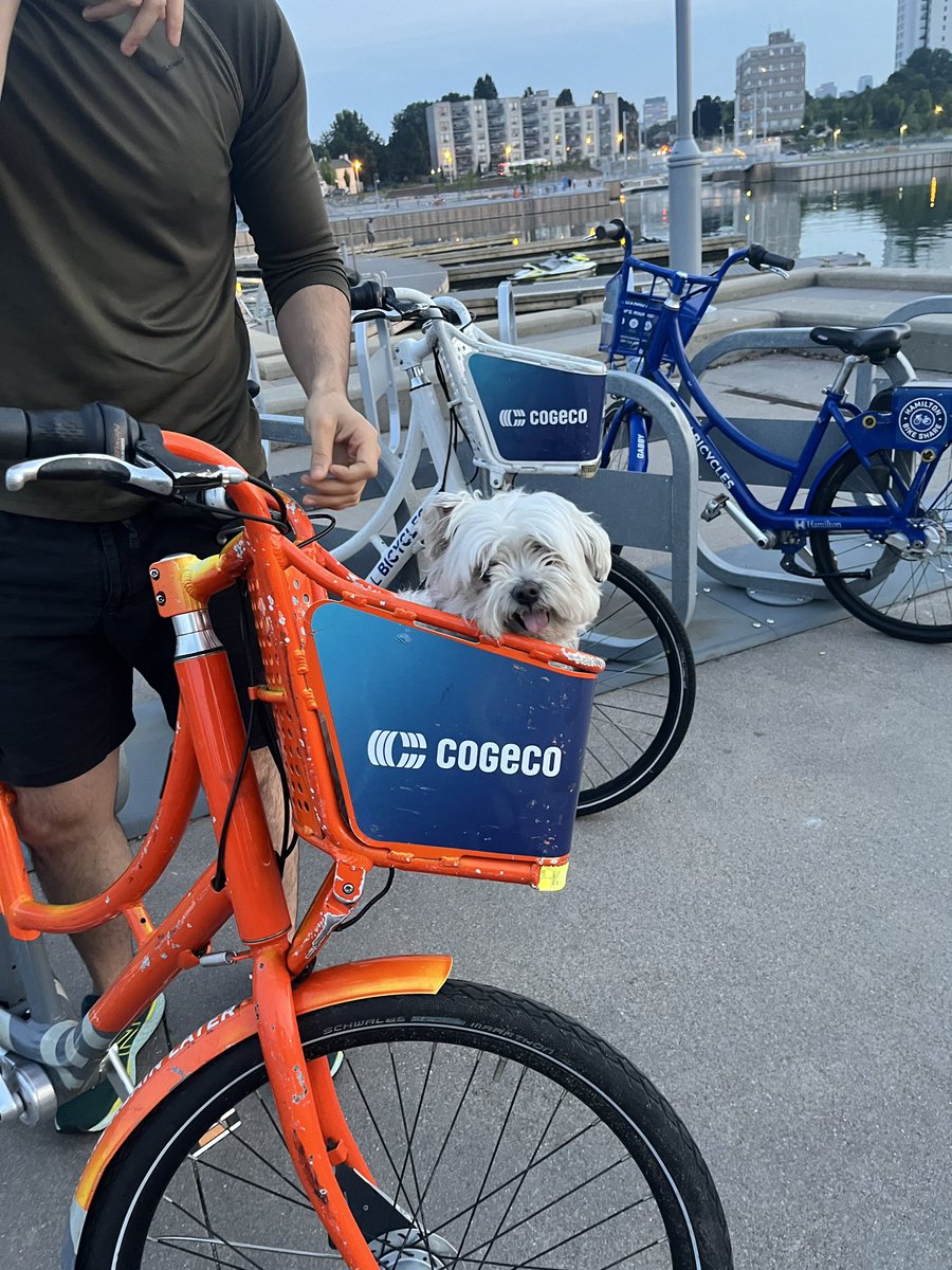 Where will your #BikeShare adventures take you this weekend? Take a ride by the harbour and take advantage of the warm fall weather we’ve been having! #DogsOfBikeShare