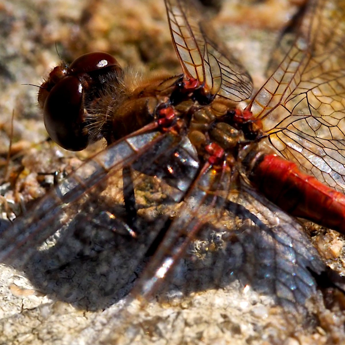 I think this is a common darter...