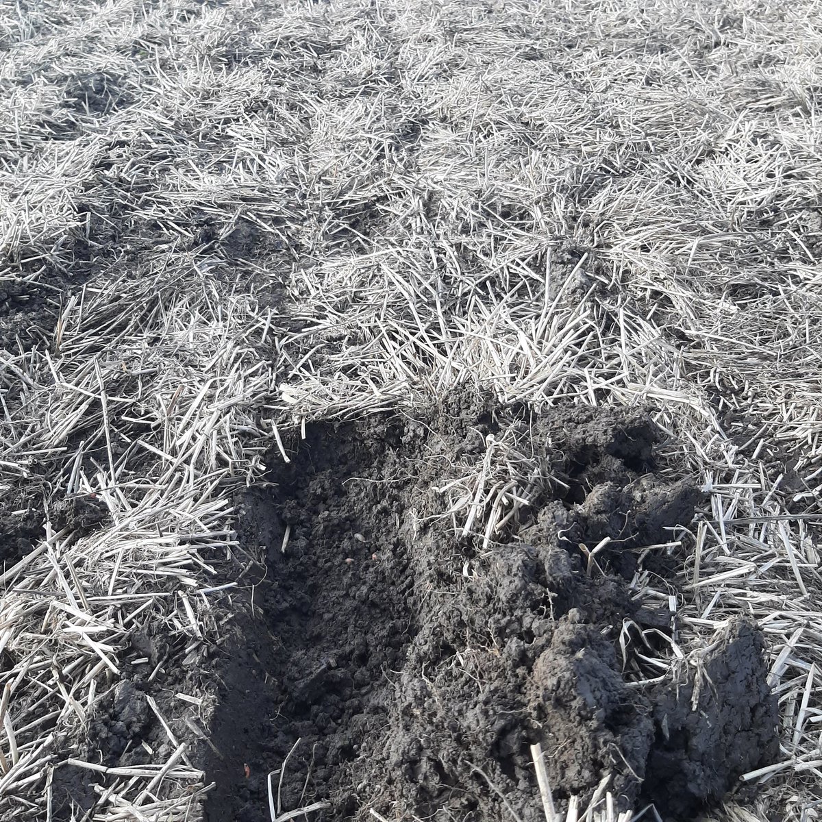 Tony Gent (@tonygentgd1) on Twitter photo Drilling triticale today with Weaving GD low disturbance into No-Till. After 48mm rain in last 7 days. Soil still friable after the disc. No glistening wet in the soil because its natural tilth and not cultivated aeration. Drilling triticale today with Weaving GD low disturbance into No-Till. After 48mm rain in last 7 days. Soil still friable after the disc. No glistening wet in the soil because its natural tilth and not cultivated aeration.