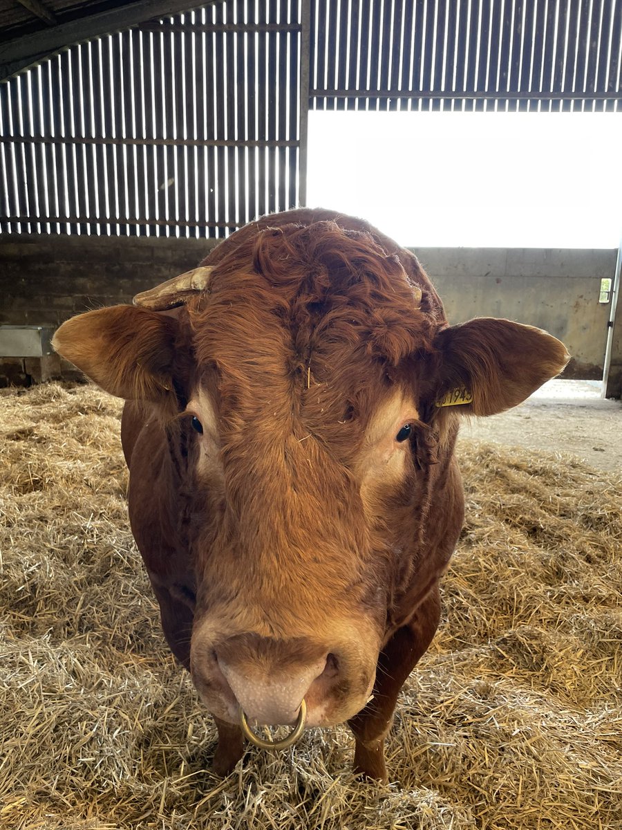 Yesterday we said goodbye to our stock bull Olly, he has has done a great job for us. He has now gone to live on a farm in the East Riding of Yorkshire, we are sure he will so a great job for them too! 

With that in mind I guess we are in the market for a replacement bull! 🐂