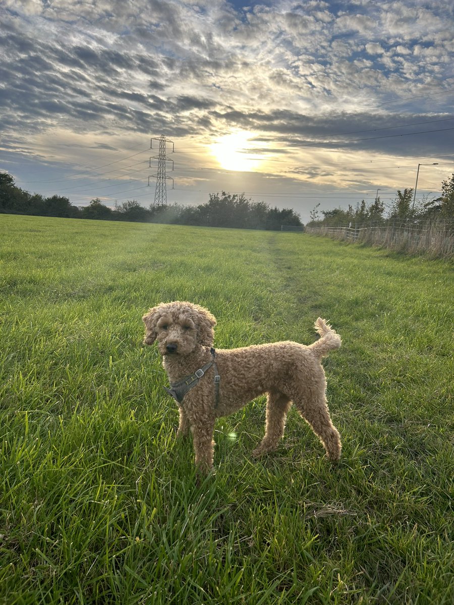 And now time for an evening walk 🐶 the sun makes everything better!
